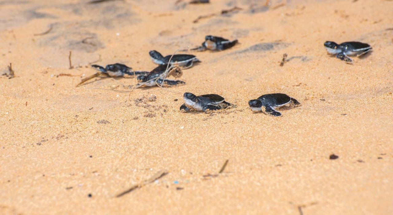 Leatherback Beach Villa Ahungalla Eksteriør bilde