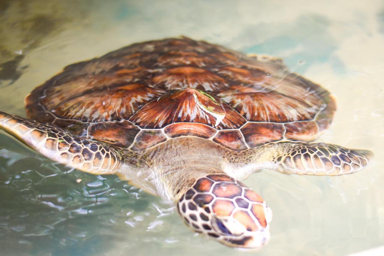Leatherback Beach Villa Ahungalla Eksteriør bilde